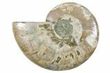Cut & Polished Ammonite Fossil (Half) - Madagascar #354178-1